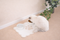 🐾 Tapis d’alimentation nuage – antidérapant